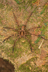 Heteropoda amphora