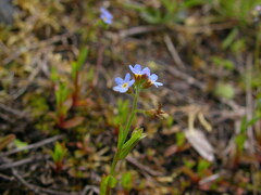Myosotis laxa