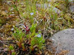 Myosotis laxa