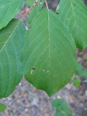 Bucculatrix frangutella