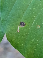 Bucculatrix frangutella