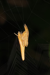 Cyphalonotus