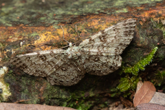 Ophthalmitis herbidaria