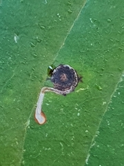 Bucculatrix frangutella