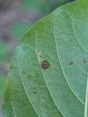 Bucculatrix frangutella