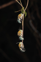 Zonamegilla