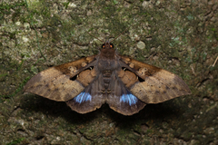 Ischyja manlia