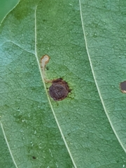 Bucculatrix frangutella