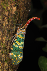 Pyrops candelaria