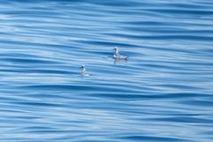 Phalaropus fulicarius
