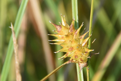 Carex lurida