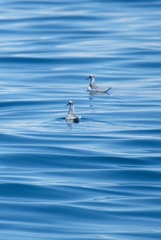 Phalaropus fulicarius