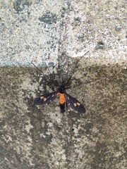 Pselliophora hoppo