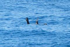 Arctocephalus townsendi