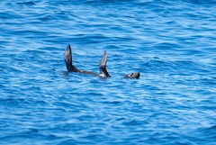 Arctocephalus townsendi