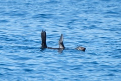 Arctocephalus townsendi
