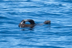 Arctocephalus townsendi