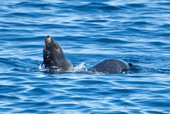 Arctocephalus townsendi