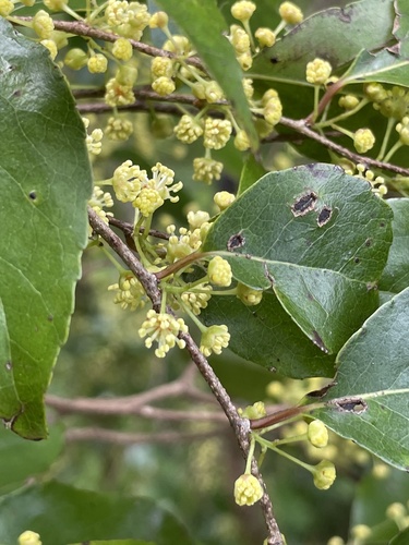 Xylosma suaveolens observed 2022-09-09