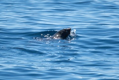 Arctocephalus townsendi