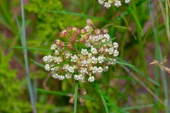 Asclepias linearis