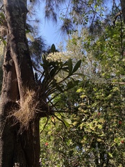 Dendrobium speciosum