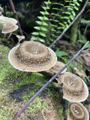 Lentinus arcularius