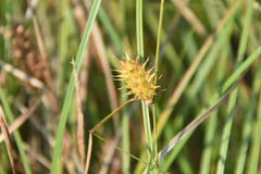 Carex lurida