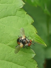 Gymnosoma