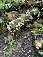 Lentinus arcularius