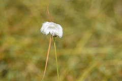 Eriophorum virginicum