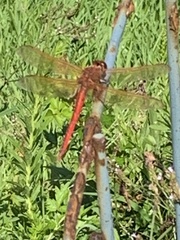 Libellula
