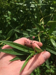 Asclepias incarnata