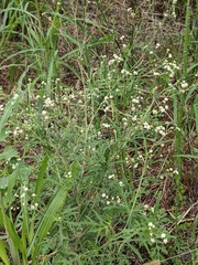 Parthenium