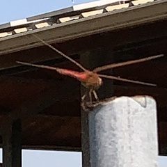 Libellula