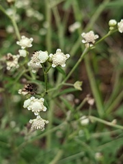 Parthenium