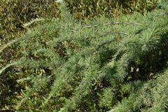 Larix laricina