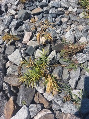 Vincetoxicum sibiricum