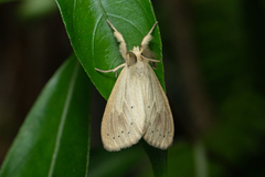 Laelia anamesa