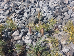 Vincetoxicum sibiricum