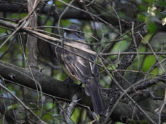 Myiarchus