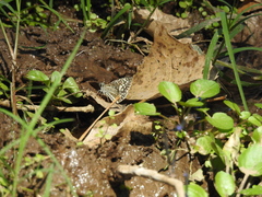 Pyrginae