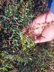 Corethrodendron fruticosum