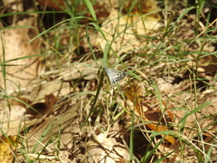 Pyrginae