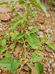 Alternanthera