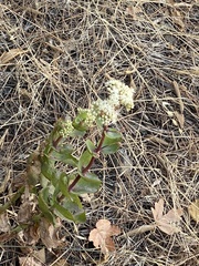 Hylotelephium caucasicum