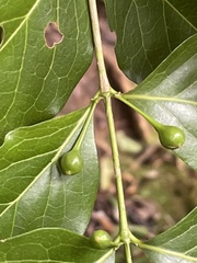 Cyclophyllum barbatum