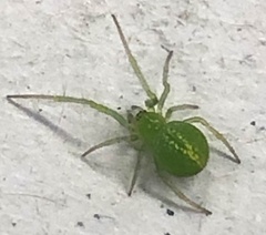 Araneus circulissparsus