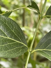 Cyclophyllum barbatum