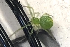 Araneus circulissparsus